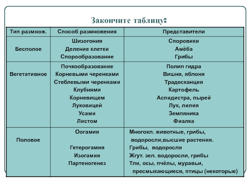 Площадка mega tor