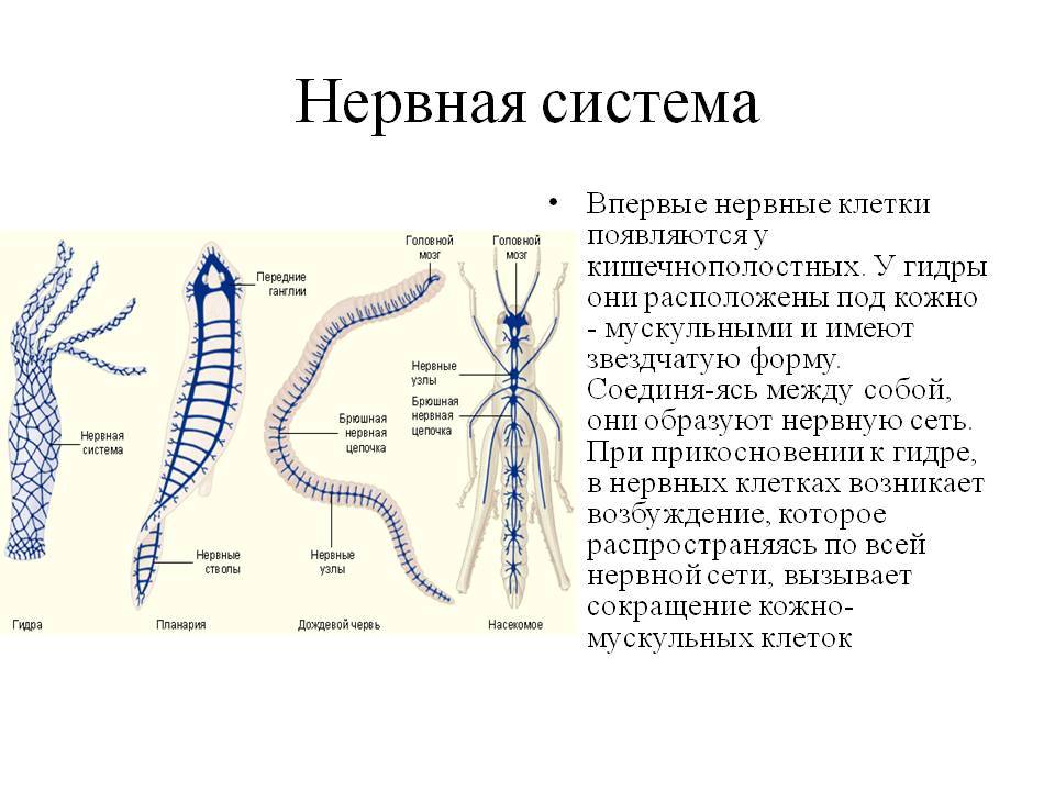 Как найти ссылку на mega даркнет